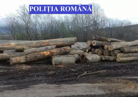 Operațiuni ilegale cu lemn, în județul Caraș-Severin. Polițiștii au confiscat peste 100 de metri cubi de material lemnos