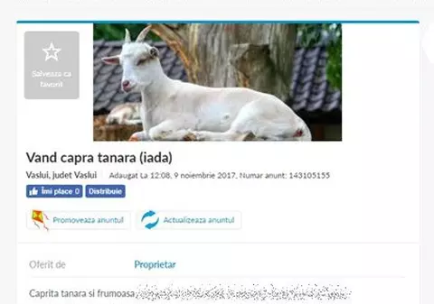 Anunțul care a stârnit amuzament pe internet: ”Vând capră virgină”