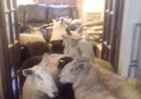 VIDEO | Surpriză incredibilă pentru un fermier: Cățelul a "condus" toate oile în casă