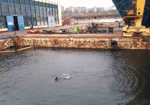 Delfinii au ieșit la joacă în Portul Constanța VIDEO