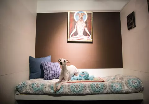 FOTO | Cum arată un hotel de lux pentru căței. Cât de bine o duc patrupedele care ajung aici