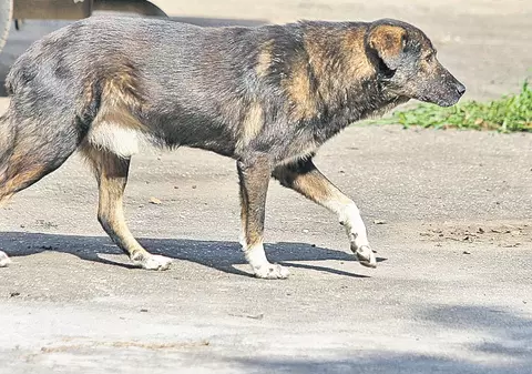 Un vasluian și-a găsit câinele spânzurat şi cu urechile tăiate. Reacția poliției: „Face atâta tam-tam pentru nişte javre”