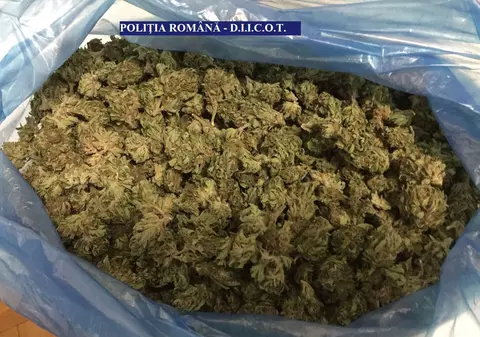 FOTO: Captură record de 20 de kilograme de droguri în Vaslui, în urma unor percheziții în județ