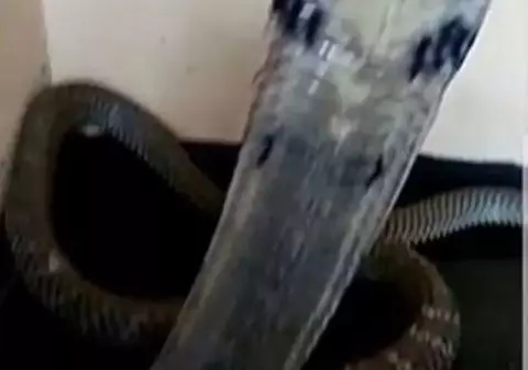 FOTO | Un băiat a murit după ce a fost mușcat de propriul șarpe. În loc să sune la salvare, a postat poze pe Facebook