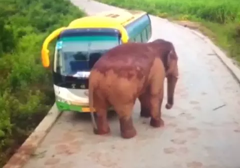 VIDEO | Momentul în care un elefant atacă două vehicule