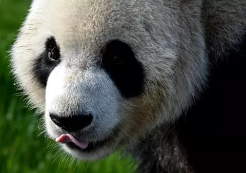 VIDEO | Cel mai iubit panda de la Zoo Berlin are obiceiul bizar de a merge cu spatele. Iată de ce