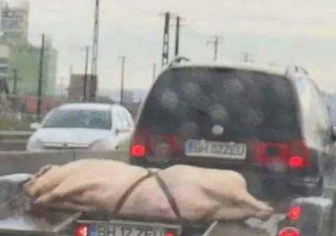 Cu porcul la plimbare pe șoseaua de centură a orașului Oradea