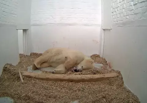 VIDEO| Imagini cu momentul emoționant în care s-a născut un urs polar