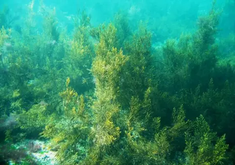 Alge toxice în Marea Neagră. Plantele sunt invizibile și periculoase