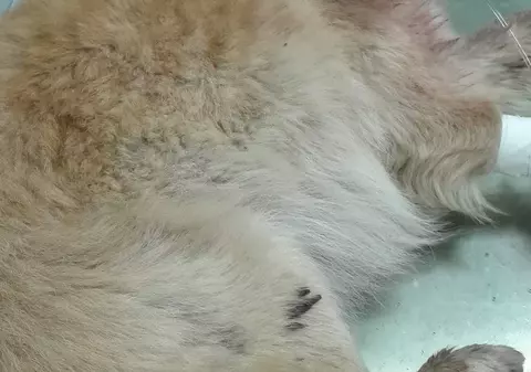 Un câine a fost împușcat din mașină, la Constanța