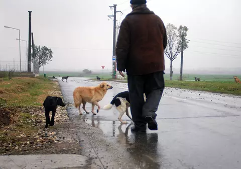 EXCLUSIV | Câți câini cu stăpân sunt înregistrați oficial în România? Cifra este surprinzătoare (VIDEO)