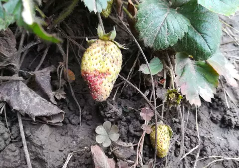 FOTO| Aproape s-au copt căpșunile la Galați, în ianuarie, din cauza temperaturilor ridicate