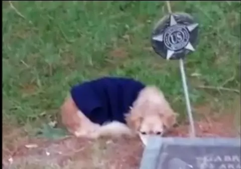 Un câine refuză să plece de lângă mormântul stăpânei sale