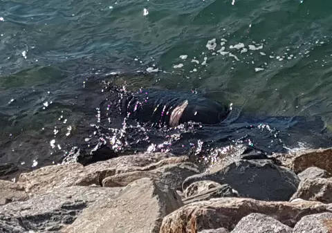 Cadavru pescuit din apele Mării Negre de pompierii constănțeni. Este o femeie dispărută cu o zi în urmă| FOTO&VIDEO