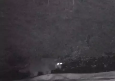VIDEO/ Haită de lupi filmată într-o pădure din Parcul Naţional Piatra Craiului
