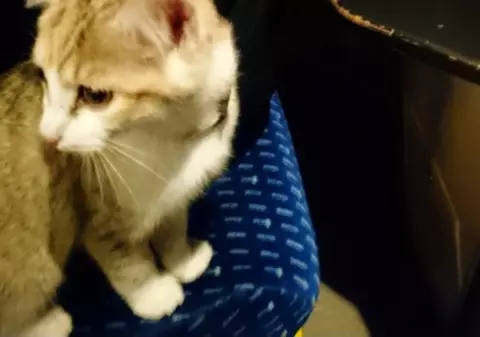 O pisică a luat trenul pentru a-și căuta stăpânii. Cum s-a ajuns la un final fericit datorită rețelelor de socializare