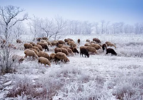 LIBERTATEA TE AJUTĂ: Liber la pășunat, toată iarna