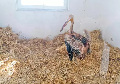 Pui de pelican rănit şi aproape îngheţat, salvat de poliţişii locali din Galați. Puiul a fost dus la Grădina Zoologică