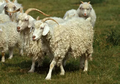 Doi români arestați pentru uciderea unei capre de Angora dintr-o grădină zoologică din Germania