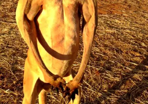 FOTO | Un tânăr a fost bătut măr de cangurul pe care voia să-l omoare
