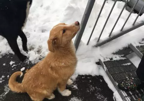 FOTO | Peste 300 de maidanezi trăiesc la Cernobîl. Patrupedele au devenit mascotele regiunii