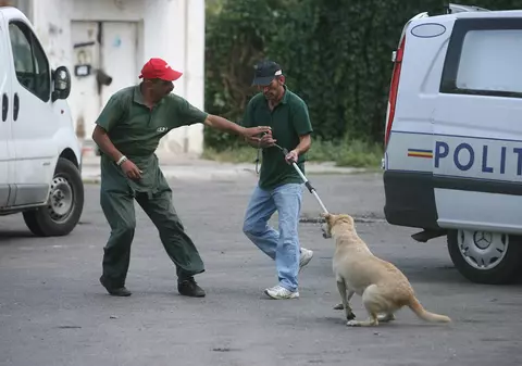 Peste 4.000 de maidanezi, prinși de hingheri. Află câți și-au găsit un stăpân