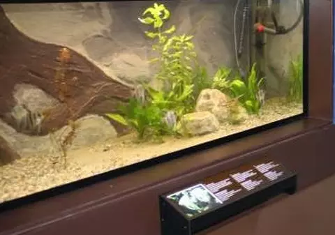Zeci de specii exotice de păianjeni, peşti, reptile, păsări şi mamifere, la Bihor. Este cel mai mare vivariu al unui muzeu din România