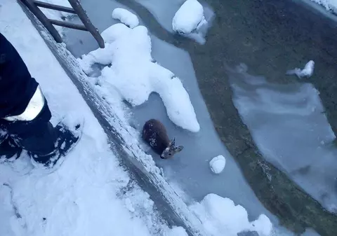 Pompierii au salvat un pui de căprioară din albia pârâului Valea Seacă
