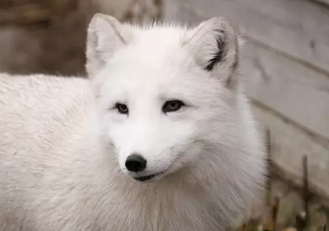 O vulpe polară evadată dintr-o microrezervație s-a plimbat câteva ore pe străzile din Constanța. Animalul, capturat la Casa de Cultură/VIDEO