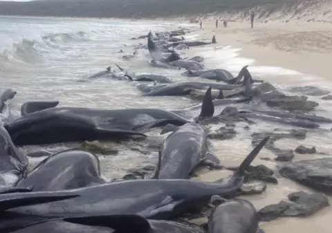 Aproape 40 de balene au murit pe o plajă din Noua Zeelenadă. Al doilea caz de acest fel în câteva zile