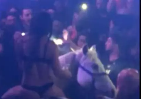 VIDEO | Un cal a fost adus pe ringul de dans al unui club din Miami