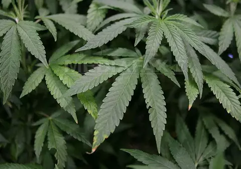 Portugalia a legalizat canabisul, dar doar în scopuri medicinale