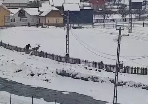 Cerbul filmat în timp ce se juca cu un cal în Suceava ar fi fost ucis de localnici. Romsilva neagă / VIDEO