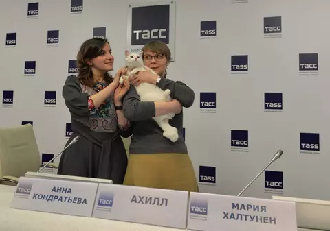 Cine face pronosticuri la Cupa Mondială din Rusia. Se numește Ahile și este un motan alb şi surd