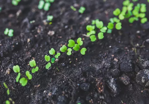 Ce flori și legume plantezi în luna martie, pentru o grădină frumoasă și roditoare