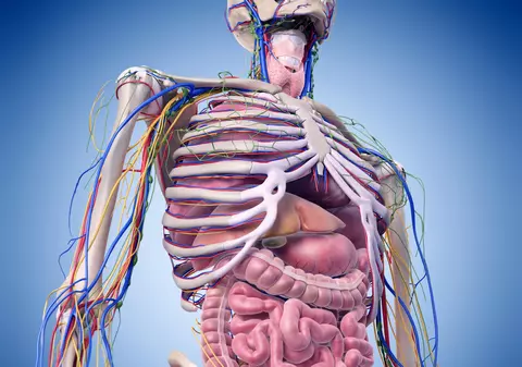 A fost descoperit un nou organ în corpul uman. Ar putea fi folosit pentru înțelegerea cancerului