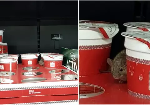 Un șoarece a fost filmat într-un supermarket din Arad. Mișuna printre cutiile cu iaurt / VIDEO