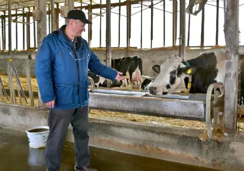 Sorina, prima vacă care a produs 100.000 de litri de lapte. Premieră în România
