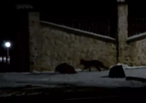 VIDEO/ Vulpea și cățelul se joacă împreună pe o stradă din Timiș