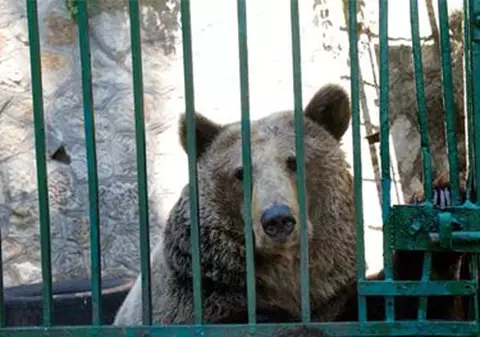 Ursoaica tristă de la Zoo Piatra Neamţ va ajunge la Rezervaţia de urşi de la Zărneşti. Anca a trăit 24 de ani chinuită într-o cușcă/ VIDEO