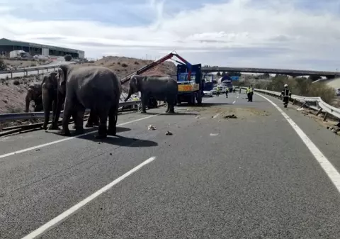 Autostradă blocată în Spania, după ce s-a răsturnat un camion cu elefanți