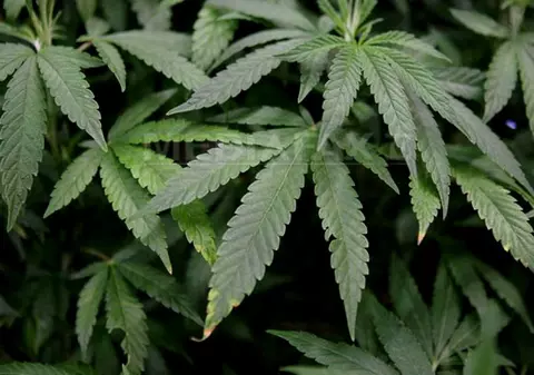 Canabis ”spaniol” pentru toxicomanii din Giurgiu. Traficanții aduceau drogul cu mașinile lor