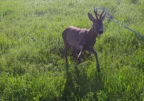 VIDEO/ Căprior captiv în gunoaie pe un câmp de lângă Timișoara, salvat de un tânăr