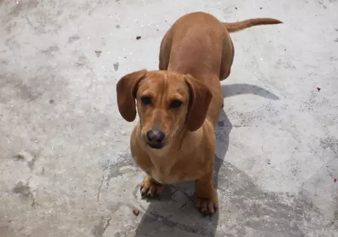 Un gălățean a ucis cu sânge rece câinele unei vecine. Animalul alerga după pisici și șobolani în jurul blocului