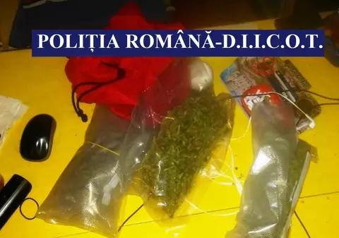 Cultivatori și traficanți de cannabis, audiați și reținuți la Constanța. Infractorii, prinși în urma a zeci de percheziții în trei județe