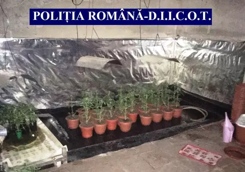 Bărbat din Maramureș, prins cu 4 kilograme de cannabis în portbagaj. Surpriza de  la perchezițiile de acasă
