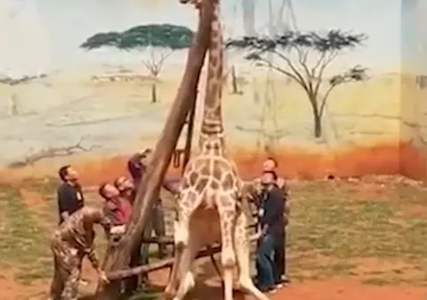 VIDEO| O girafă a murit după ce a rămas cu capul blocat între crengile unui copac