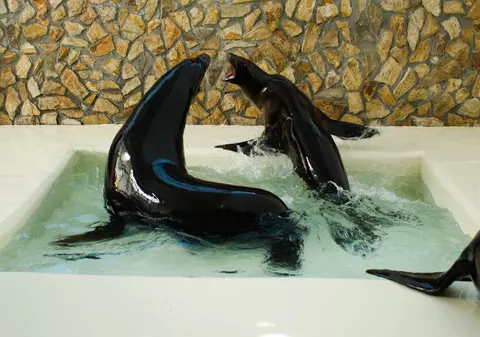 Trei noi lei de mare, aduși la Delfinariul Constanța. Sam, Inuk şi Kali ar putea începe spectacolele de 1 Mai/ GALERIE FOTO