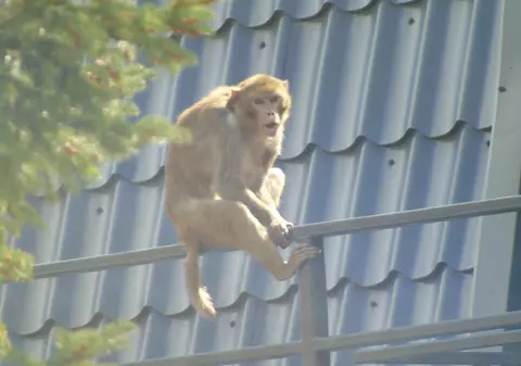 UPDATE: Maimuța care a evadat de la Zoo Neamț a fost prinsă. Macacul a fost tranchilizat / FOTO&VIDEO