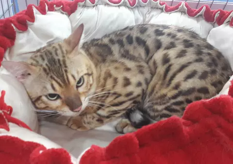 FOTO/ Pisici din rasa persană, Maine coon, la expoziţia SofistiCat din Capitală. Cât costă un exemplar